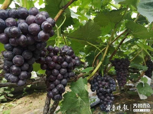枣庄有个葡萄种植基地 年产百吨，农户年入60万，串起乡村振兴梦