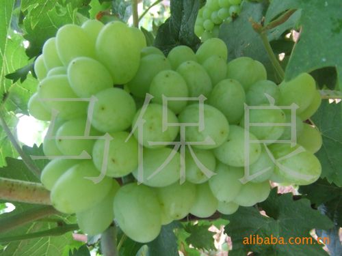 无核甜葡萄种植技术指南 从选苗到丰收的完整流程