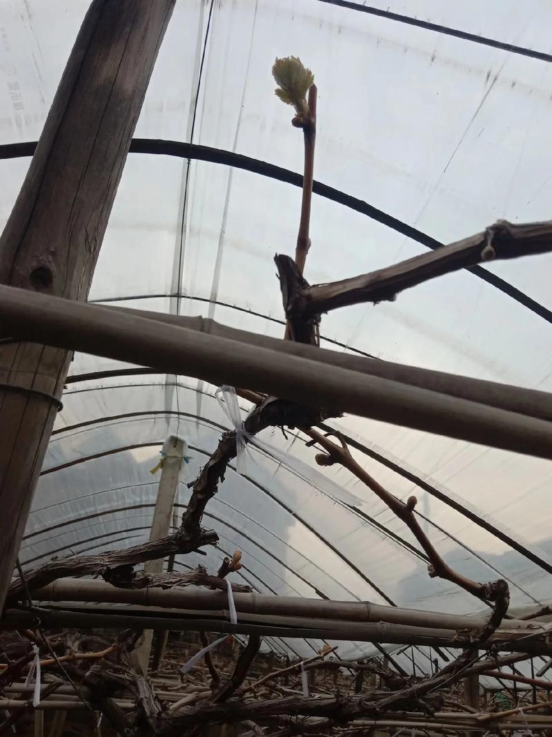 晚来的春天 今年葡萄出芽推迟的深度分析与应对策略